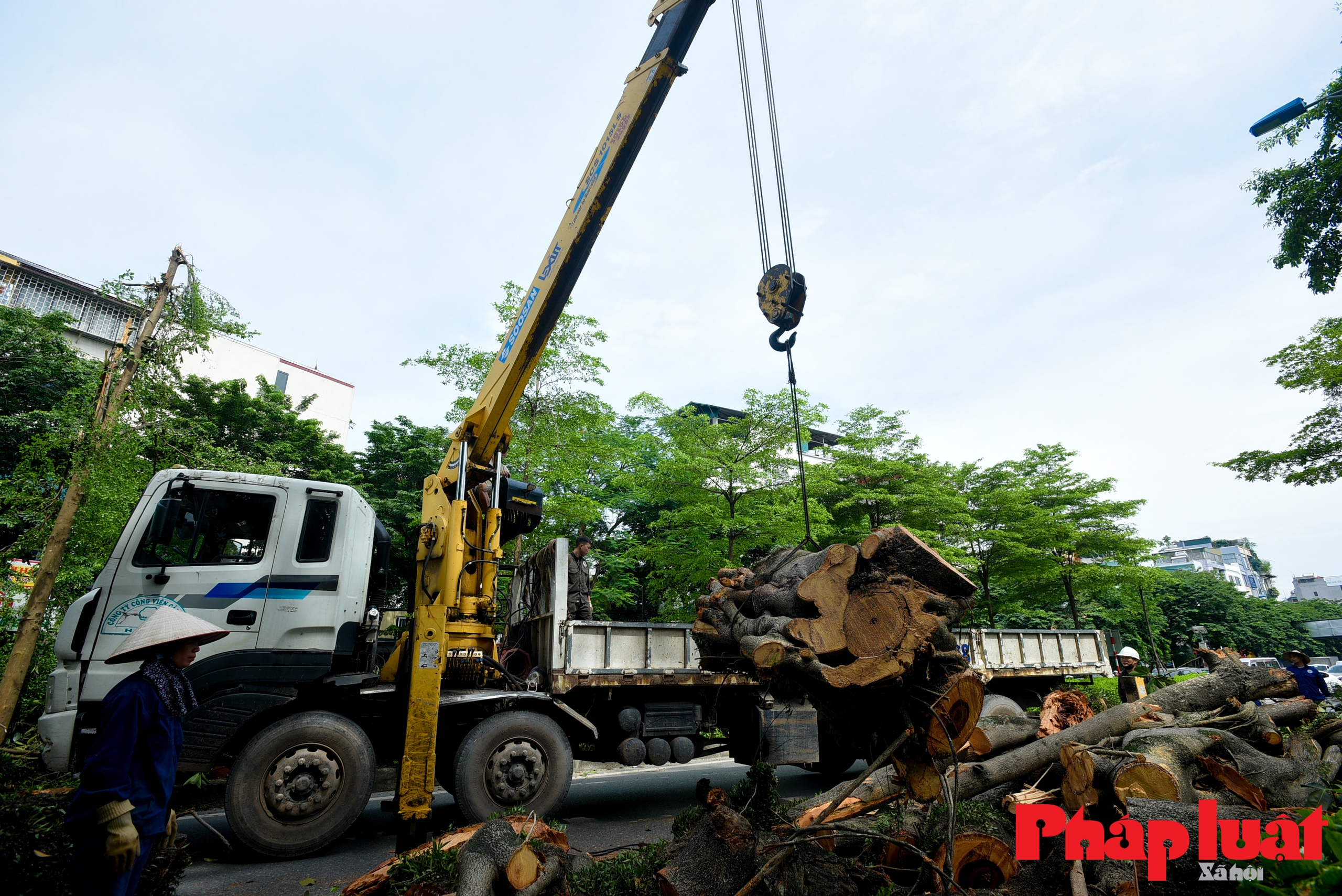 Đổ gãy cây đa trăm tuổi, giao thông trên đường Võ Chí Công ùn tắc cục bộ