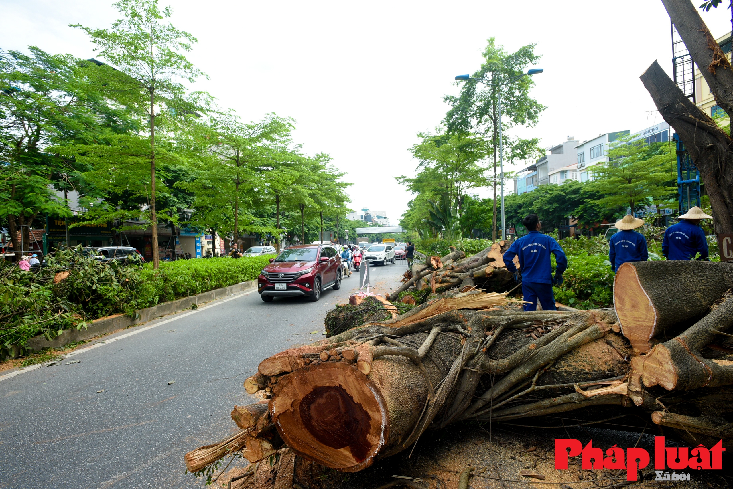 Đổ gãy cây đa trăm tuổi, giao thông trên đường Võ Chí Công ùn tắc cục bộ