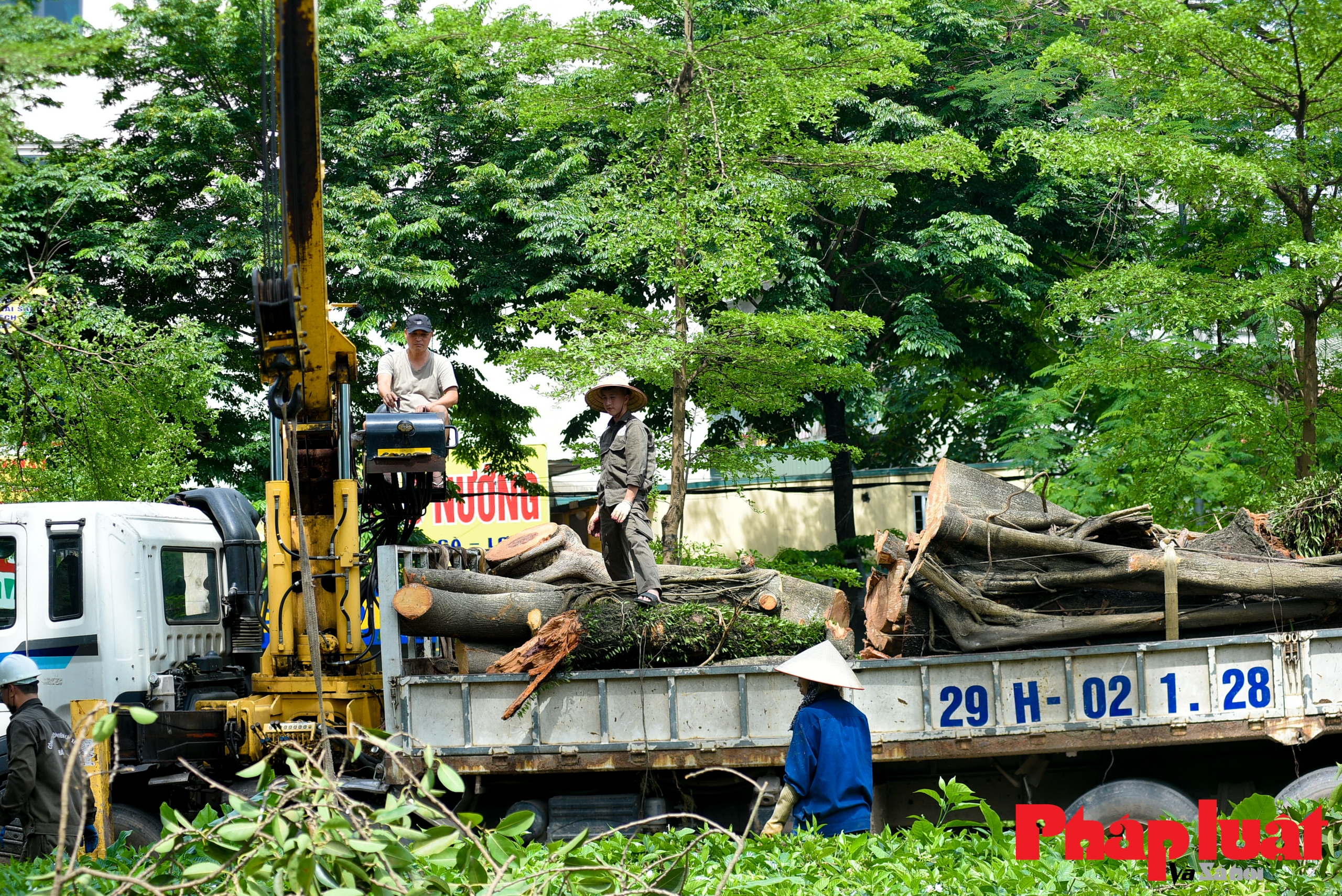 Đổ gãy cây đa trăm tuổi, giao thông trên đường Võ Chí Công ùn tắc cục bộ