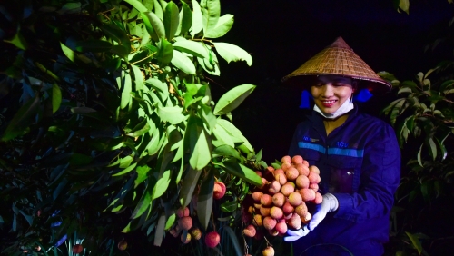 Người Thanh Hà tất bật từ nửa đêm soi vải cung ứng khi vào chính vụ