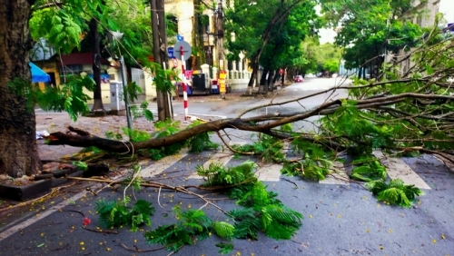 Hải Phòng: Cảnh báo về việc cây xanh đô thị có khả năng bị gãy đổ trong mùa mưa bão