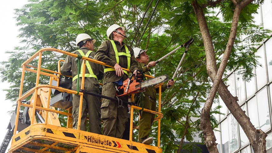 Đảm bảo an toàn cây xanh đô thị trong mùa mưa bão