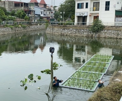 Trồng thí điểm cây thủy sinh trên hào thành cổ Vinh để giảm bớt ô nhiễm