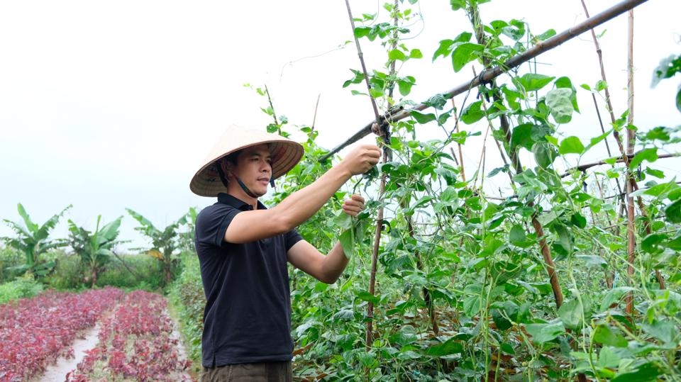 Cần thêm cơ chế, chính sách để phát triển nông nghiệp Hà Nội bền vững. Ảnh: Lâm Nguyễn.