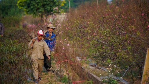 Hà Nội: Làng đào Nhật Tân rục rịch vào vụ Tết