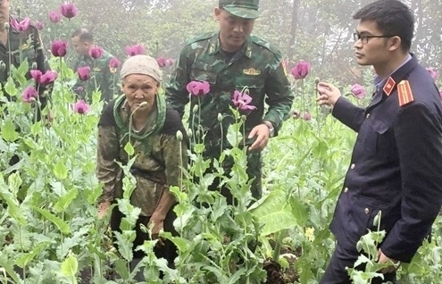 Trồng cây "thuốc" chữa bệnh, một phụ nữ bị bắt