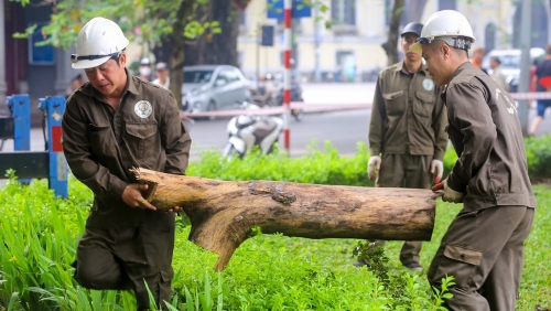 Hà Nội: Đã xử lý 3 cây sưa đỏ quý hiếm chết khô ở bờ hồ Hoàn Kiếm