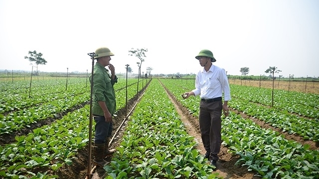 Hà Nội: Chú trọng phổ biến kiến thức về ATTP và quy trình sản xuất rau an toàn