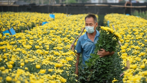 Làng hoa Tây Tựu canh cánh nỗi lo được mùa mất giá