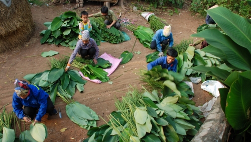 Khám phá ngôi làng "hái lá đếm tiền" ở ngoại thành Hà Nội