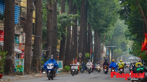 Cận cảnh hàng cây sao đen - di sản hiếm có của Hà Nội