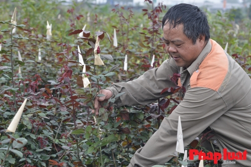 Tìm giải pháp nâng cao hiệu quả sản xuất, thu nhập cho nông dân