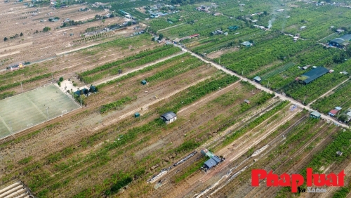 Làng đào Nhật Tân chung tay khắc phục sau ngập lụt