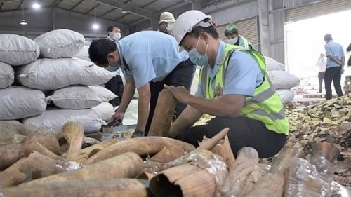 Phát hiện hơn 6 tấn hàng lậu nghi là ngà voi, vảy tê tê tại cảng Cát Tiên Sa