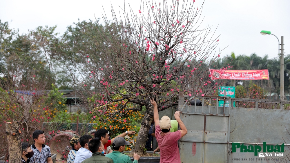 Làng đào, quất cảnh Hà Nội nhộn nhịp những ngày giáp Tết