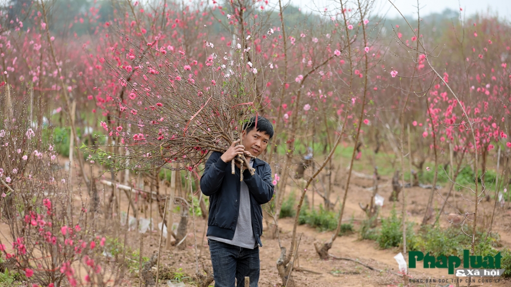 Làng đào, quất cảnh Hà Nội nhộn nhịp những ngày giáp Tết