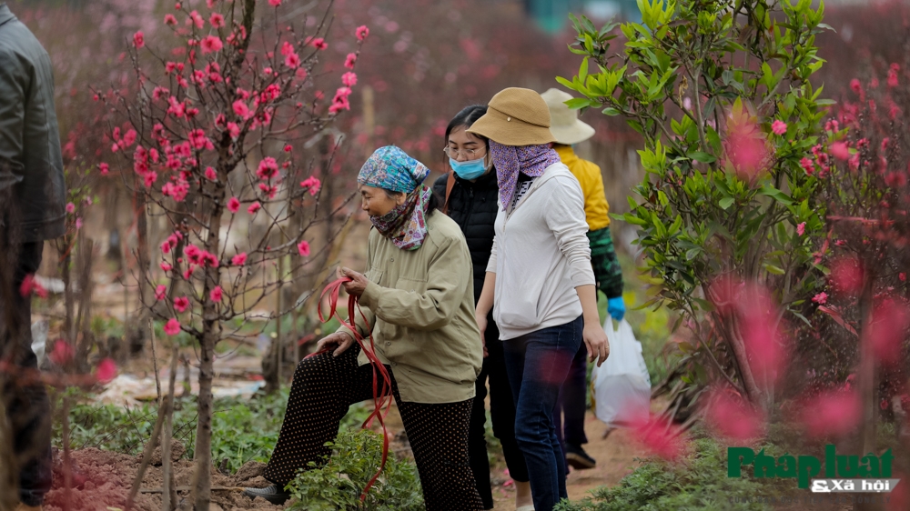 Làng đào, quất cảnh Hà Nội nhộn nhịp những ngày giáp Tết