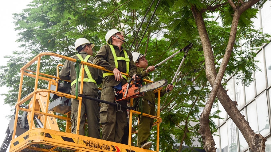 Hà Nội: Cắt tỉa cây xanh bảo đảm an toàn trong mùa mưa bão